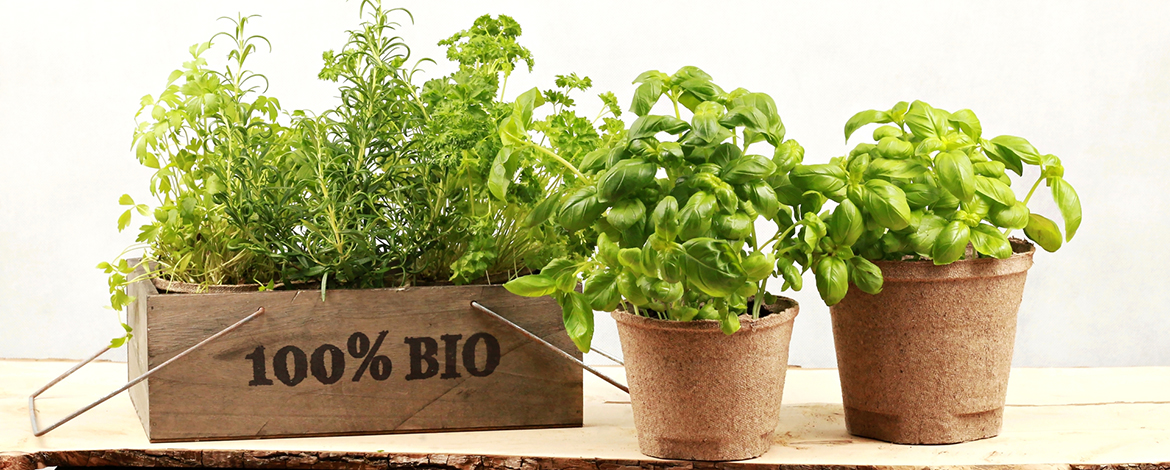 Doniczki_torfowe_stylizacja_ziołowe_bio_przód_1170x470